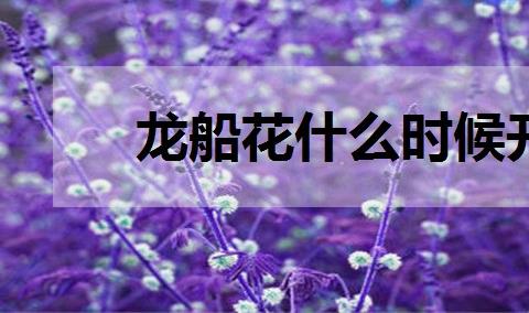 洛神花什么时候开花？