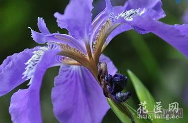 法国的国花是什么花？鸢尾花