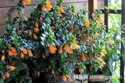 金鱼吊兰什么时候开花，春秋冬三季开花？