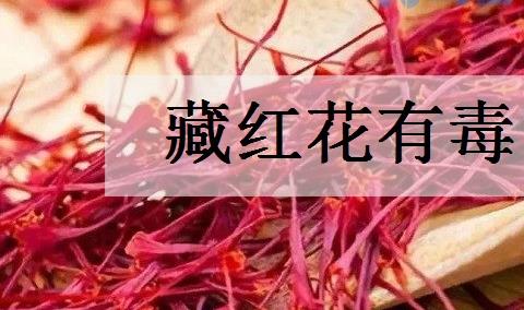 藏红花有毒吗 有哪些功效？