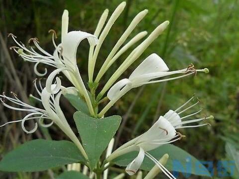 家里种金银花风水好吗，家里栽金银花不吉利/寓意散财败财？