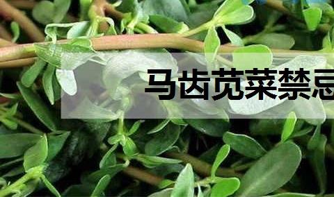 马齿苋菜禁忌 作用和功效有哪些？