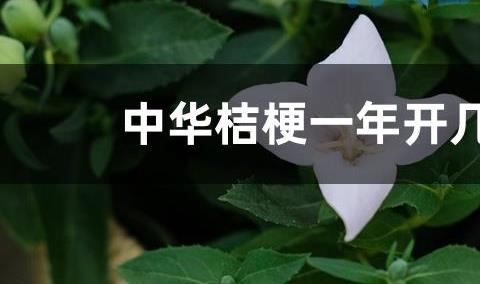 中华桔梗一年开几次花？