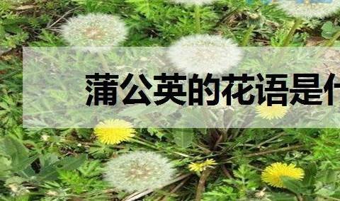 蒲公英的花语是什么 有什么寓意？