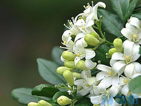 七里香花怎么种植，养殖时温度湿度和浇水量要怎么控制？