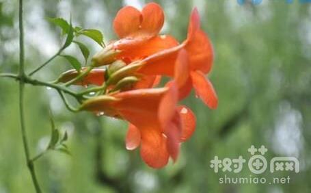 凌霄花怎么整形修剪，凌霄花什么季节修剪(6~7月)？