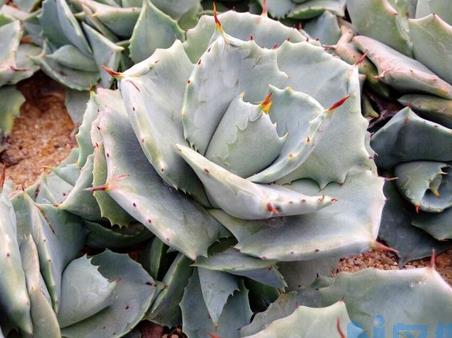 雷神多肉植物怎么养 多少钱？