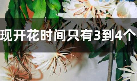 昙花一现开花时间只有3到4个小时这是为了什么？