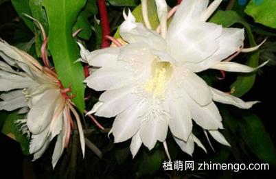 昙花怎么修剪，昙花的修剪方法和注意事项？