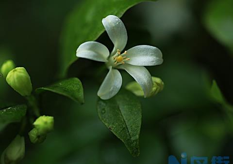 七里香花的养殖方法有哪些 怎么养才能爆盆？