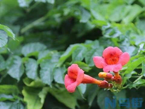 凌霄花为什么不开花？凌霄花种植多久才能开花？