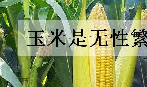 玉米是无性繁殖吗？