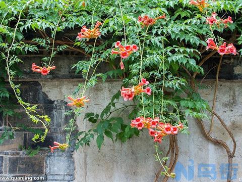 凌霄花怎么整形修剪 凌霄花的修剪时间及方法都在这里？