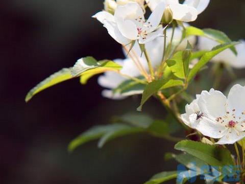 七里香怎么种 七里香种植方法与注意事项？