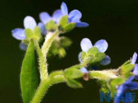 琉璃草好不好养，琉璃草的养护方法？