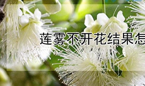 莲雾不开花结果怎么办？