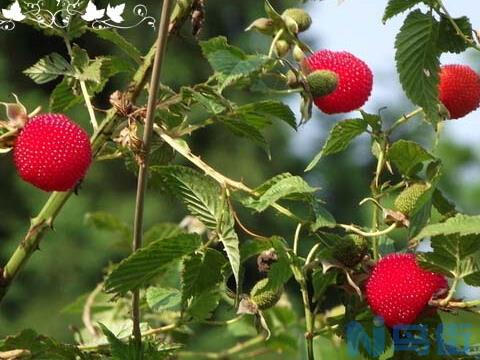 树莓是什么_树莓种植技术_树莓图片及价格表？