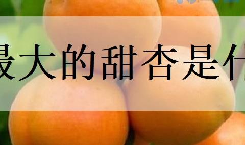 最大的甜杏是什么品种？