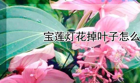 宝莲灯花掉叶子怎么回事？