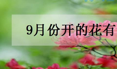 9月份开的花有哪些 什么花九月份开？