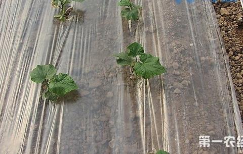 蔬菜地膜覆盖有哪些形式？九种常见的蔬菜地膜覆盖形式介绍