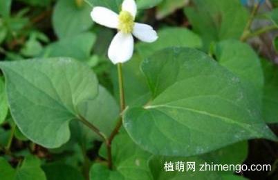 家里鱼腥草种植方法，鱼腥草家里怎么种？