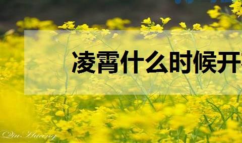 凌霄什么时候开花 怎么养凌霄花？