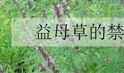 益母草的禁忌 需要注意是什么？