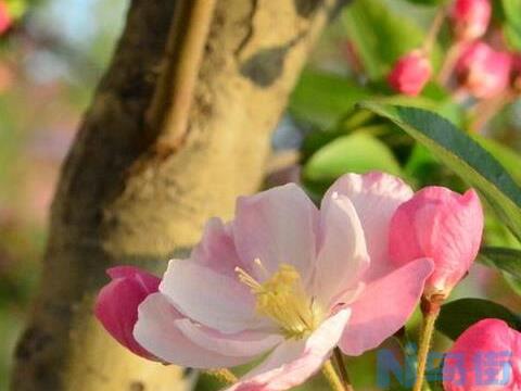 海棠花只长叶子不开花怎么办？