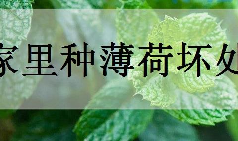 家里种薄荷坏处是什么？