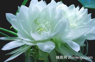 为什么昙花不开花，昙花不开花怎么办？