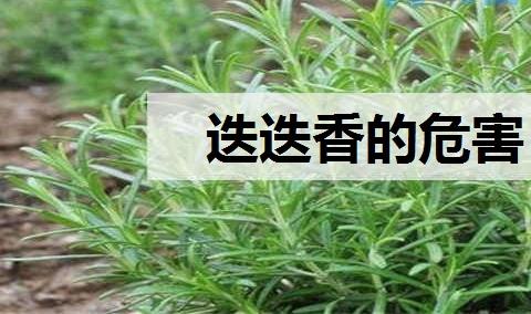 迭迭香的危害 如何养殖迷迭香？