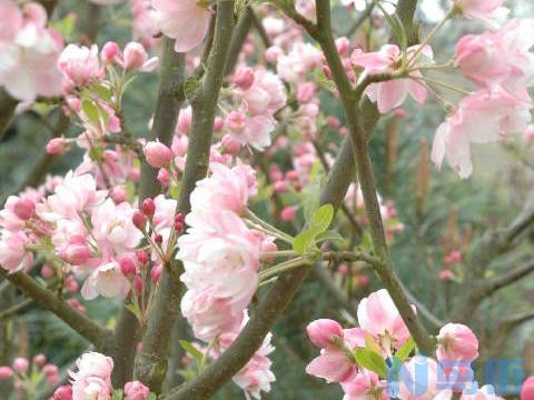 海棠花的花语是什么  海棠花的寓意和象征意义你了解吗？