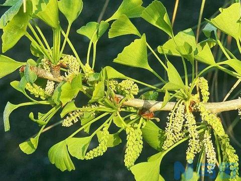 银杏树开花的样子 银杏树什么时候开花？