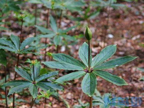 什么是七叶一枝花 七叶一枝花的种植方法？