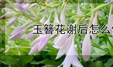 玉簪花谢后怎么修剪？