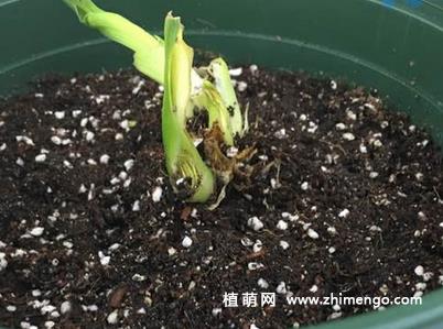 大花萱草怎么繁殖，3种繁殖方法？