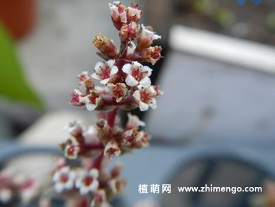 茜之塔开花后怎样处理？