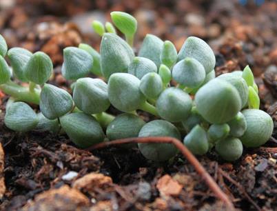 锦上珠是一种什么植物？锦上珠的别名及简介