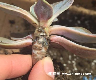 多肉植物紫珍珠黑腐怎么办？