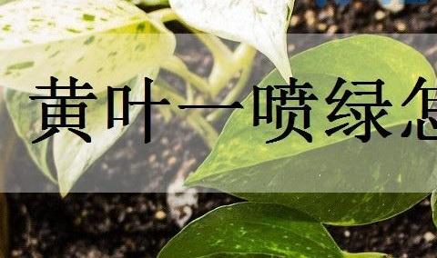 黄叶一喷绿怎么用？