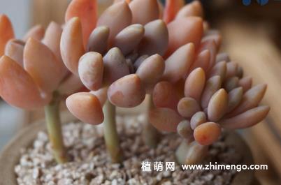 多肉植物醉美人怎么养，5种养护事项？