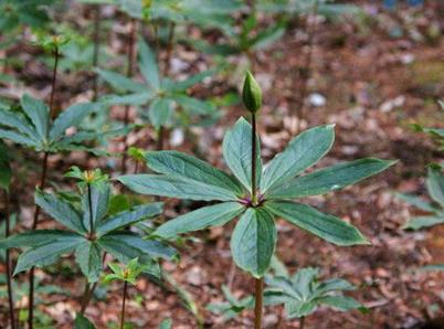 七叶一枝花怎么种植？七叶一枝花的种植方法和栽培技术