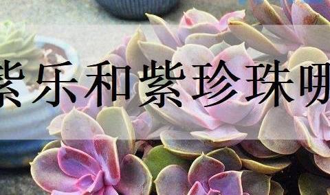 紫乐和紫珍珠哪个好养？