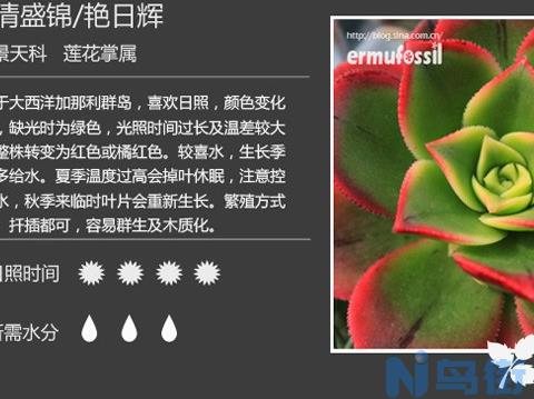 清盛锦/艳日辉肉植物怎么养？