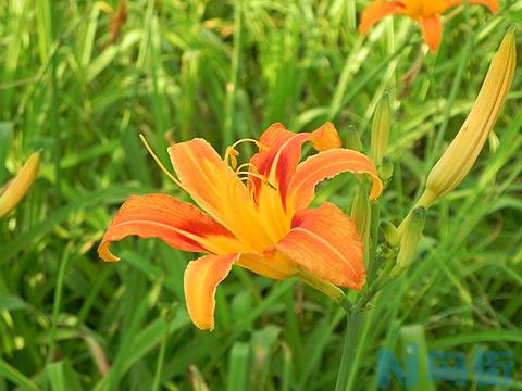 大花萱草怎么种植 大花萱草花期多长？