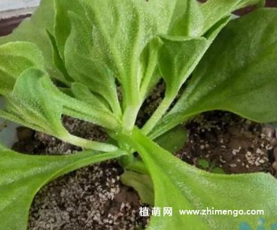 非洲冰草怎么养，4种常见养殖事项？