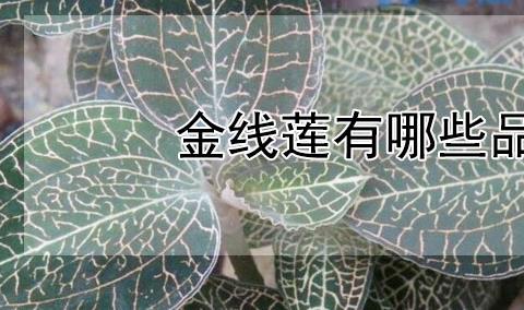 金线莲有哪些品种？