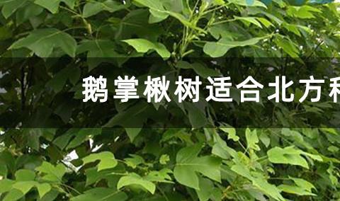 鹅掌楸树适合北方种植吗？