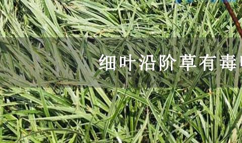 细叶沿阶草有毒吗？